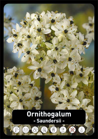 Ornithogalum umbellatum (Stella di Betlemme