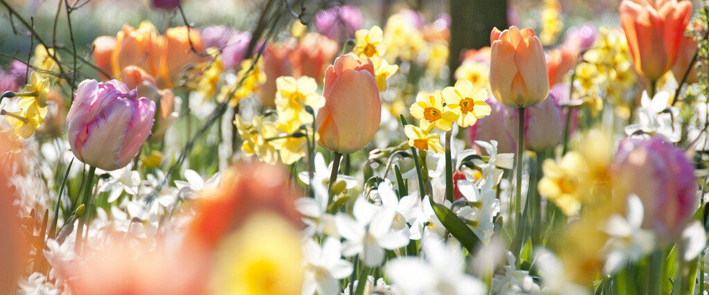 Dutch Finest Grown Quality