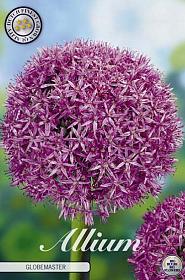 Allium Globemaster x1 20/+