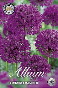 Allium Purple Sensation x15 12/+