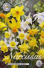 Narcis Botanical Mixed x20 12/14