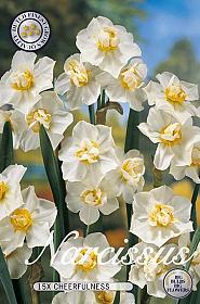 Narcis Double Cheerfulness x15 14/16