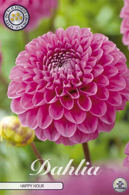 Dahlia Ball Happy Hour x1 l .