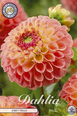 Dahlia Ball Jowey Paula x1 l .