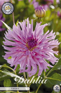 Dahlia Cactus Torsade x1 l .