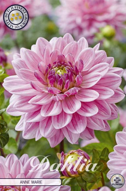 Dahlia Deco. Anne Marie x1 l .