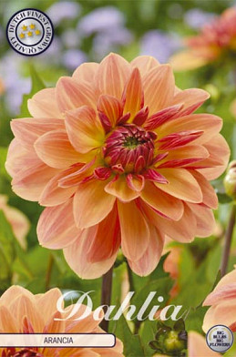 Dahlia Deco. Arancia x1 l .
