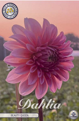 Dahlia Deco. Beauty Queen x1 l .