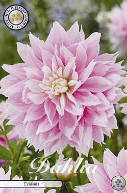 Dahlia Deco. Evanah x1 l .