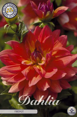 Dahlia Deco. Firepot x1 l .
