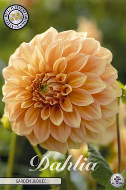 Dahlia Deco. Garden Jubilee x1 l .