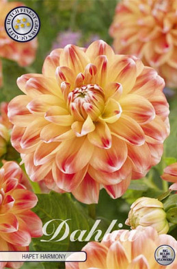 Dahlia Deco. Hapet Harmony x1 l .