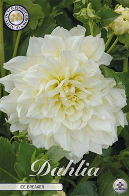 Dahlia Deco. Ice Breaker x1 l .