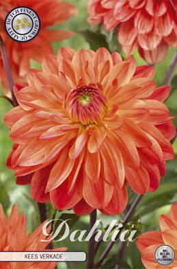 Dahlia Deco. Kees Verkade x1 l .