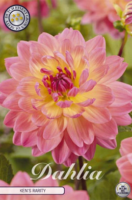 Dahlia Deco. Ken's Rarity x1 l .