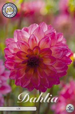 Dahlia Deco. Loe x1 l .