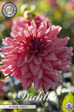 Dahlia Deco. Negroni Sunset x1 l .