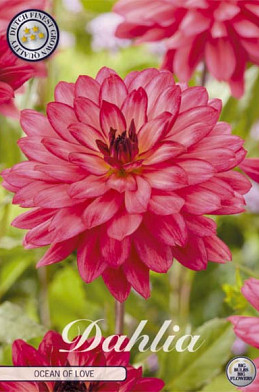 Dahlia Deco. Ocean of Love x1 l .