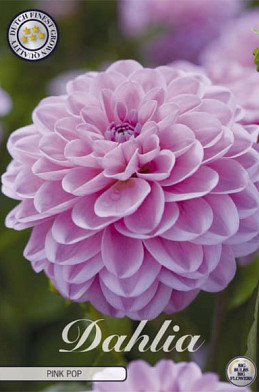 Dahlia Deco. Pink Pop x1 l .