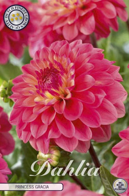 Dahlia Deco. Princess Gracia x1 l .