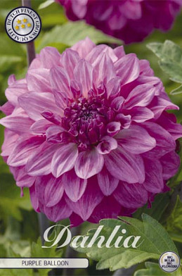Dahlia Deco. Purple Balloon x1 l .