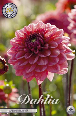 Dahlia Deco. Salmon Runner x1 l  .