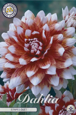 Dahlia Deco. Striped Duet x1 l .