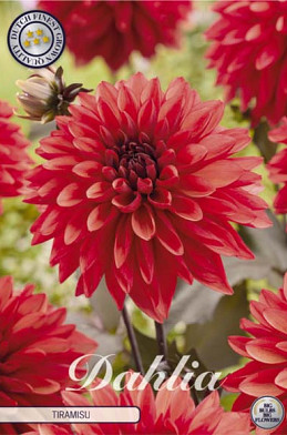 Dahlia Deco. Tiramisu x1 l .