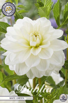 Dahlia Deco. White Onesta x1 l .