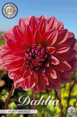 Dahlia Deco. Dalmuti Baroness x1 l .