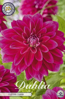 Dahlia pompon Fuschia Charm x1 l .