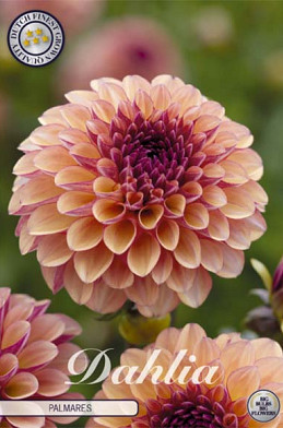 Dahlia Pompon Palmares x1 l .