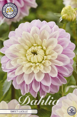 Dahlia Sweet Lucille x1 l .
