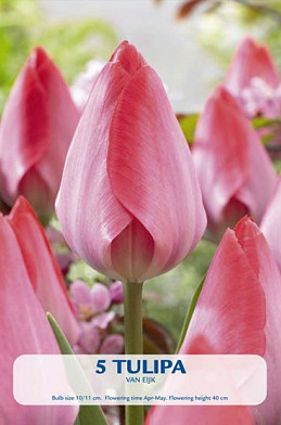 Tulipa Van Eijk x 5 10/11