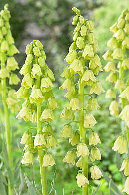 Persica Alba 24/+