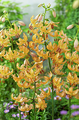 Martagon Guinea gold 18/20