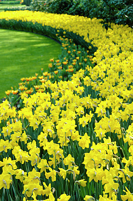 Golden Harvest 12/14