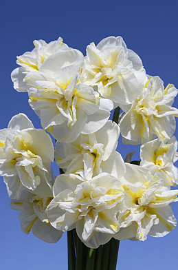 Lemon Beauty 12/14