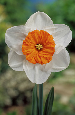 Prof. Einstein 14/16