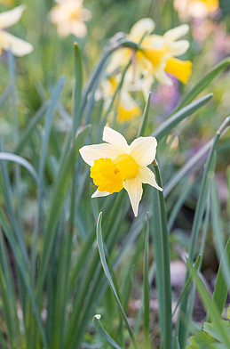 Pseudonarcissus 12/14
