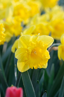 Standard Value 12/14