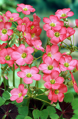 Deppei Iron Cross 4/5