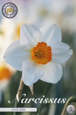 Narcis Trumpet Joyce Spirit x5 14/16