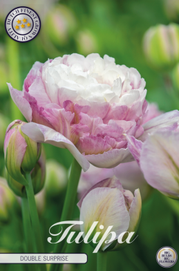 Tulip Double Late Double Surprise x7 12/+