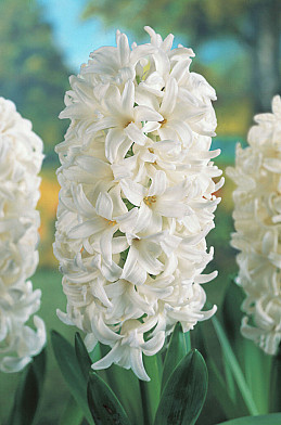 White Pearl 14/15