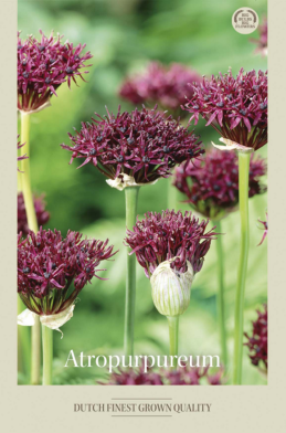 Allium Atropurpureum x5 12/14