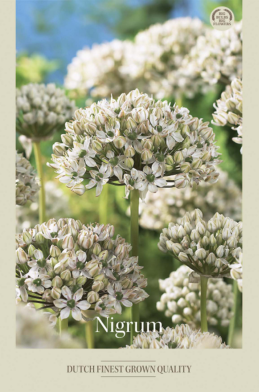 Allium Nigrum x5 10/12