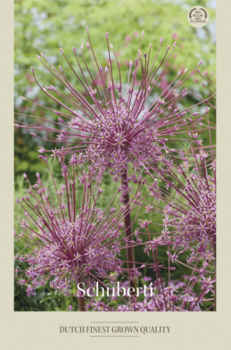 Allium Schuberti x3 14/16