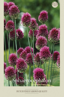 Allium Sphaerocephalon x20 5/6