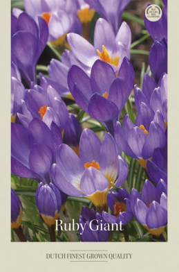 Crocus Botanical Ruby Giant x20 5/7